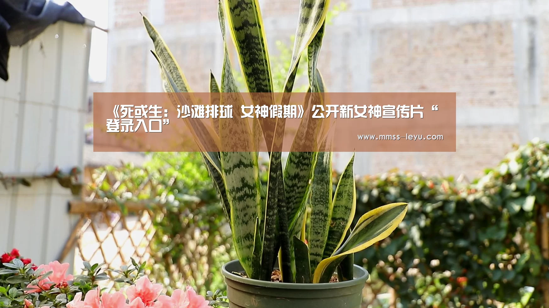 《死或生:沙滩排球 女神假期》公开新女神宣传片“登录入口”(图1) 登录入口